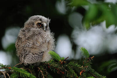 Modern Sophistication Beaches And Waves - Just fledged... chick of Long-eared Owl by Ralf Kistowski