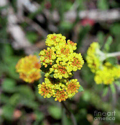 Cactus Royalty Free Images - Kannah Creek Sulfur Flower Royalty-Free Image by Julia McHugh