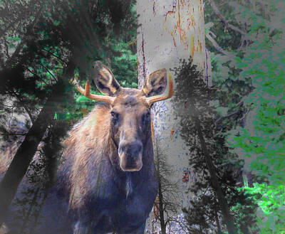 Printscapes - King of the Woods by Chad Vidas