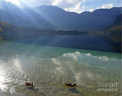 Staff Picks Rosemary Obrien - Lake Bohinj - Sun Rays and Mallard Ducks by Phil Banks