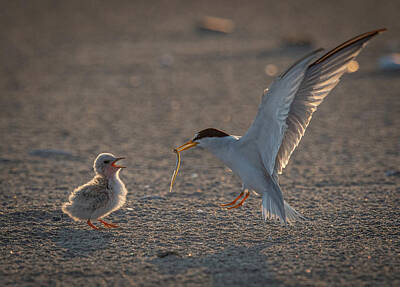 Fine Dining Rights Managed Images - Least Tern food for chick Royalty-Free Image by Hershey Art Images