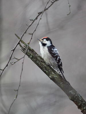 Amy Weiss - Lesser spotted woodpecker with a gray background by Jouko Lehto