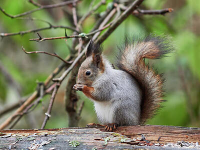 Jouko Lehto Royalty-Free and Rights-Managed Images - Let us pray. Eurasian red squirrel by Jouko Lehto