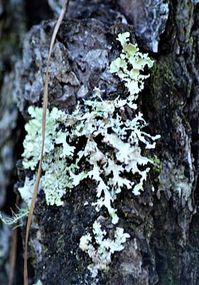 Grateful Dead Royalty Free Images - Lichen On Bark  Royalty-Free Image by Warren Thompson