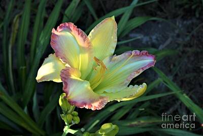 Lilies Royalty-Free and Rights-Managed Images - Lily At Dawn by Robert Tubesing