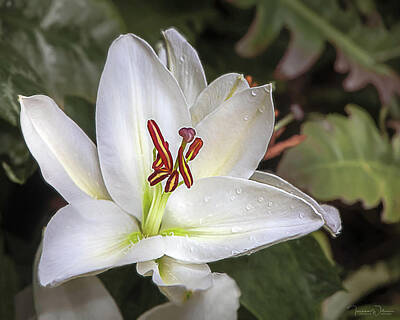 Lilies Photos - Lily in the Rain by TL Wilson Photography by Teresa Wilson