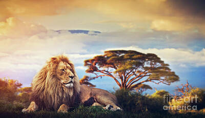 Animals Photos - Lion lying in grass. Sunset over Mount Kilimanjaro by Michal Bednarek