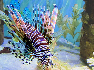 I Want To Believe Posters Rights Managed Images - Lionfish Royalty-Free Image by Christopher Mercer