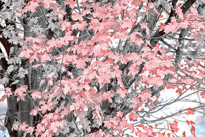 Target Threshold Watercolor Royalty Free Images - Little Pink Leaves Royalty-Free Image by David Stasiak