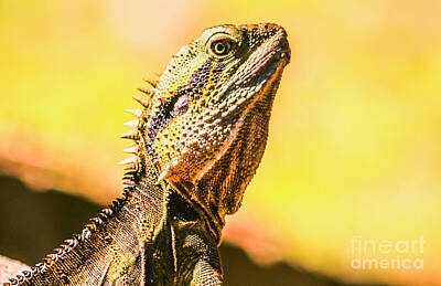 Reptiles Photos - Lizardly by Jorgo Photography