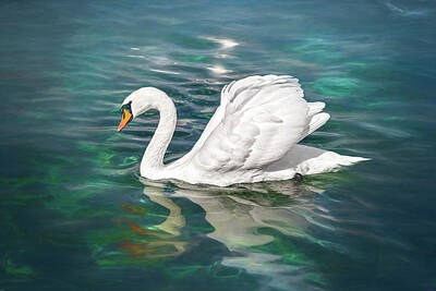 Birds Photo Rights Managed Images - Lone Swan Lake Geneva Switzerland Royalty-Free Image by Carol Japp