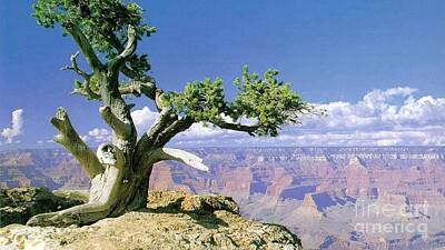 David Bowie - Lonely Tree At Cliff At Grand Canyon Ultra HD by Hi Res