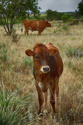 Mother And Child Animals - Longhorn Calf by Debby Richards
