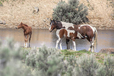 Painted Liquor - Lunchtime - South Steens Mustangs 0999 by Kristina Rinell