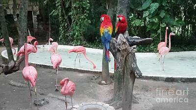 Whimsical Bird Paintings - Macaw Duo among flamingos by GJ Glorijean