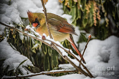 Wine Down Rights Managed Images - Madame Cardinal Royalty-Free Image by Judy Wolinsky