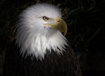 Airplane Paintings Royalty Free Images - Majestic Eagle Royalty-Free Image by Peter Wagner