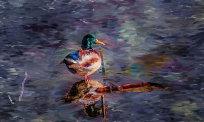 Animals Digital Art Rights Managed Images - Mallard Reflection artistic #i0 Royalty-Free Image by Leif Sohlman