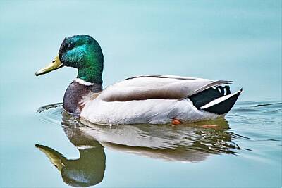 Kitchen Food And Drink Signs - Mallard Reflection by Mary Ann Artz