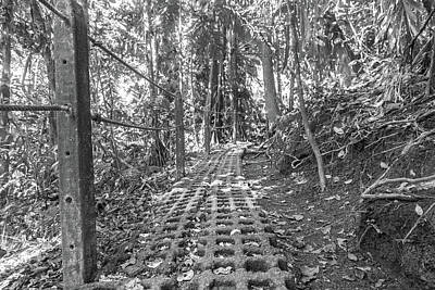 Juj Winn - Manuel Antonio Jungle Pathway by Betsy Knapp