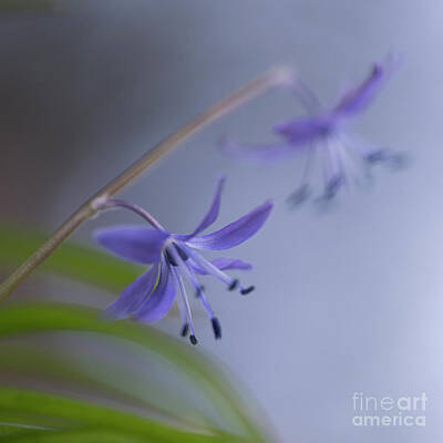 The Bunsen Burner - Maquis Squill Scilla cilicica h5 by Alon Meir