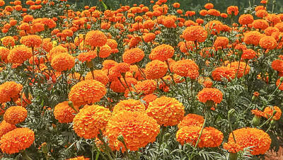 City Scenes Royalty-Free and Rights-Managed Images - Marigold Season by Queen City Craftworks