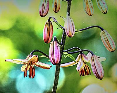 Lilies Royalty-Free and Rights-Managed Images -  Martagon lily #i8 by Leif Sohlman