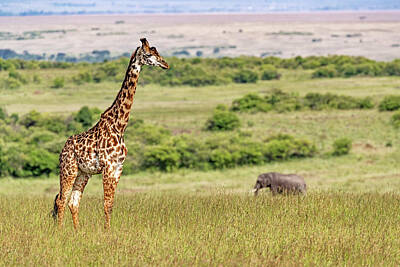 Modern Man Rap Music - Masai Giraffe and Elephant in Kenya Africa by Good Focused