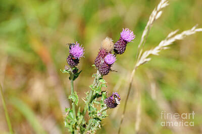 Firefighter Patents Royalty Free Images - Meadow thistle Cirsium dissectum c2 Royalty-Free Image by Ilan Rosen