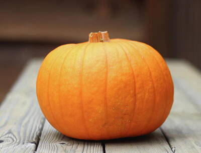 American Milestones Rights Managed Images - Medium Orange Pumpkin 2 Royalty-Free Image by Cathy Lindsey