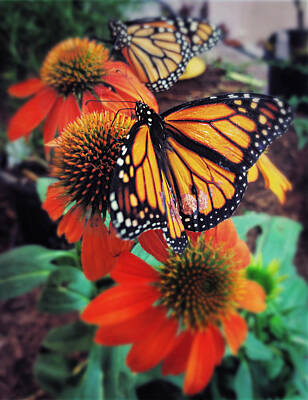 Art Deco - Monarch Butterflies  by Ally White
