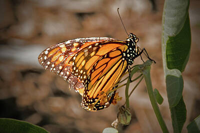 Ira Marcus Royalty-Free and Rights-Managed Images - Monarch Butterfly on Milkweed by Ira Marcus