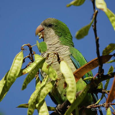 Sunflowers Photos - Monk Parakeet Eating Perched on a Tree by Pablo Avanzini