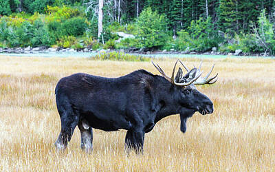Garden Tools - Moose in Meadow by Clyn Robinson