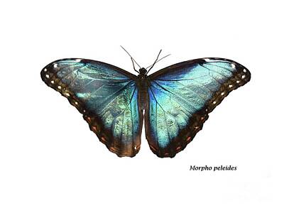 Animals Royalty-Free and Rights-Managed Images - Morpho peleides by Save the Insects