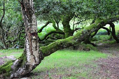 Cultural Textures - Mossy Tree at the Shore of Lake. Wicklow Hills by Jenny Rainbow