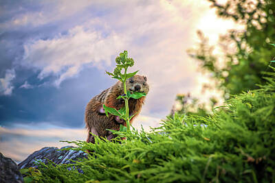 Animals Photos - Mother Groundhog Fine Dining by Bob Orsillo