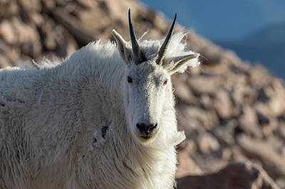 College Town - Mountain Goat Strikes a Pose by Tony Hake