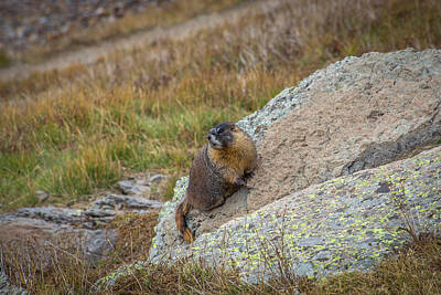 Vintage Movie Posters Royalty Free Images - Mountain Marmot Royalty-Free Image by Jen Manganello