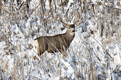 Amy Weiss - Mule Deer Buck in the Fresh Snow by Tony Hake