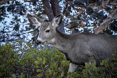 Sugar Skulls Rights Managed Images - Mule Deer In Zion Royalty-Free Image by Nathan Lofland