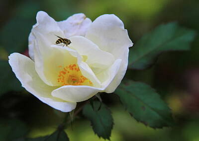 Ingredients Rights Managed Images - Multiflora Rose With Visitor Royalty-Free Image by Cathy Lindsey
