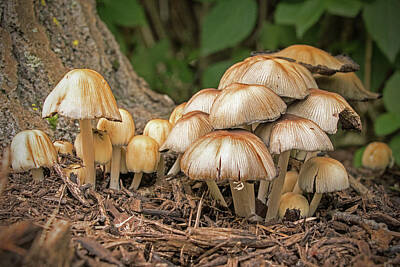 Ira Marcus Royalty-Free and Rights-Managed Images - Mushroom Colony by Ira Marcus