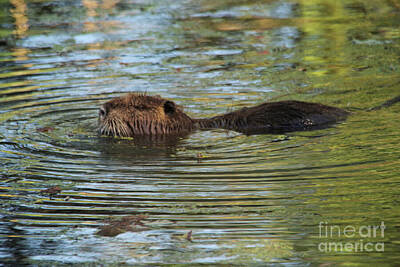 Birds Royalty-Free and Rights-Managed Images - Muskrat by Jeff Swan
