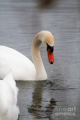 Abstract Animalia Royalty Free Images - Mute Swan Royalty-Free Image by Roger Look