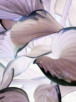 Watercolor Butterflies - Nifla by Chiara Morelli