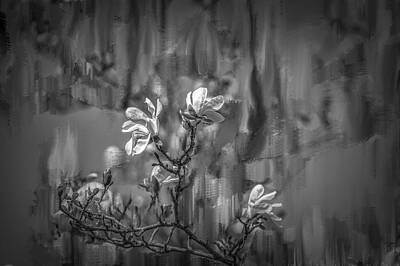 Abstract Flowers Mixed Media - no rain no flowers BW #i6 by Leif Sohlman