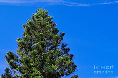 Beach Days Rights Managed Images - Norfolk Island Pine Royalty-Free Image by Gary Richards