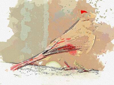 Ocean Diving - NORTHERN CARDINAL 6 watercolor by Ahmet Asar by Celestial Images