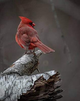 Achieving - Northern Cardinal on White Birch by Hershey Art Images
